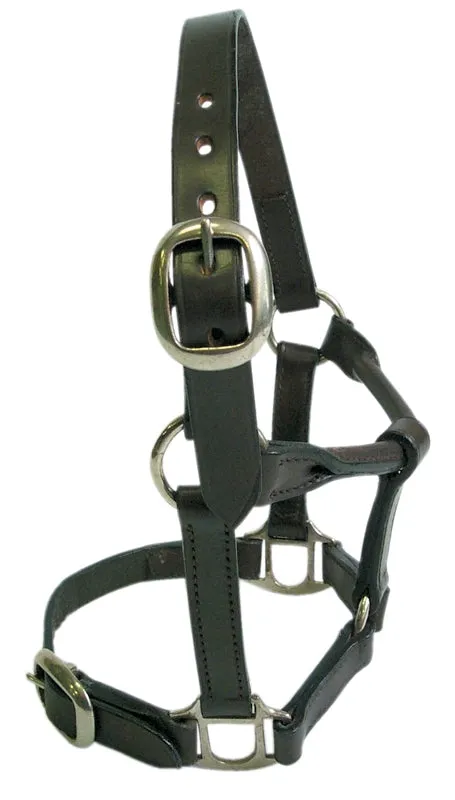Eureka Leather Foal Halter Brown