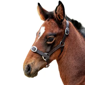 Eureka Leather Foal Halter Brown